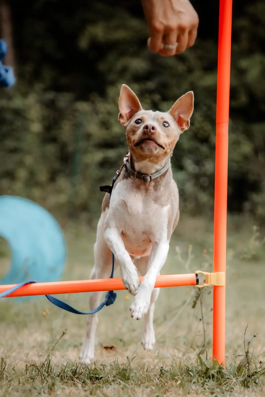 Chien qui saute une barre d'agility