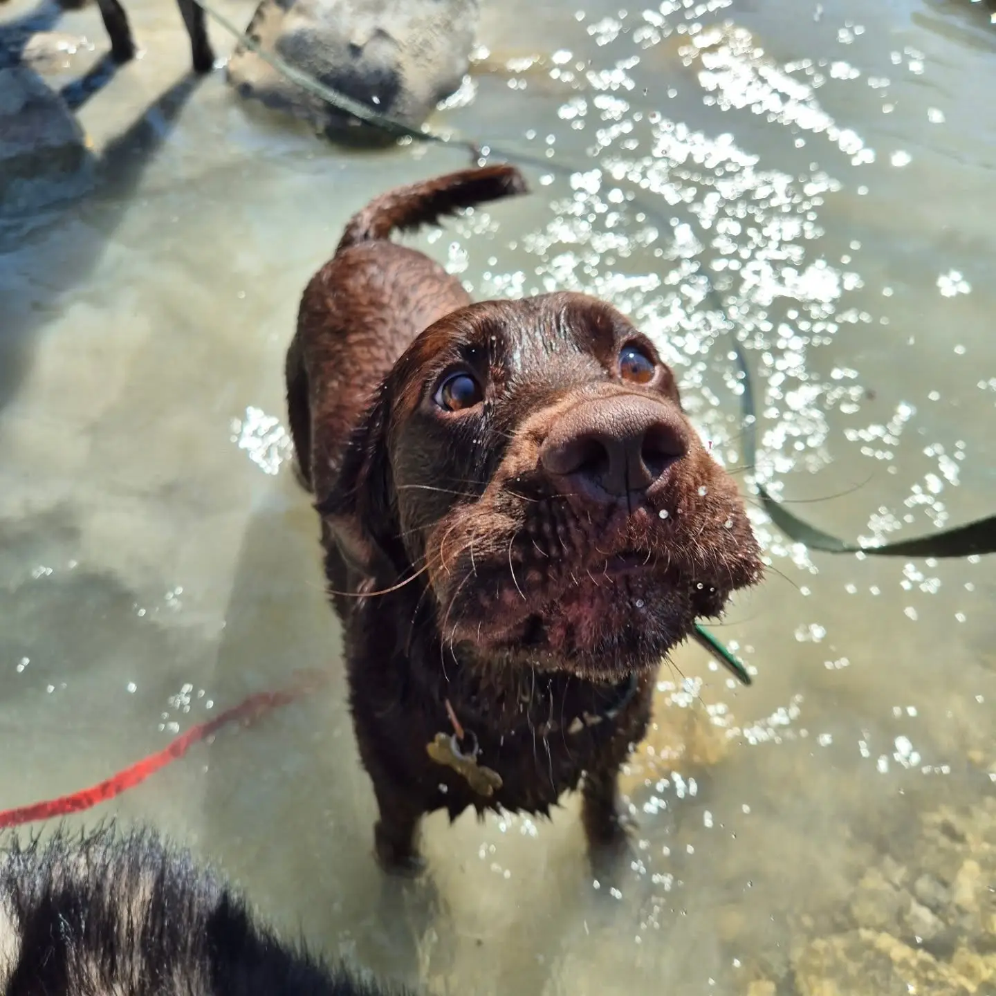 Chien marron les pattes dans l'eau pendant une balade