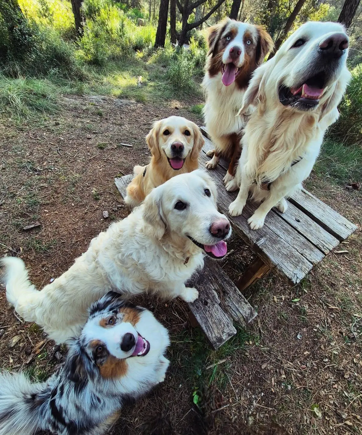 Groupe de chiens réunis sur une palette en bois