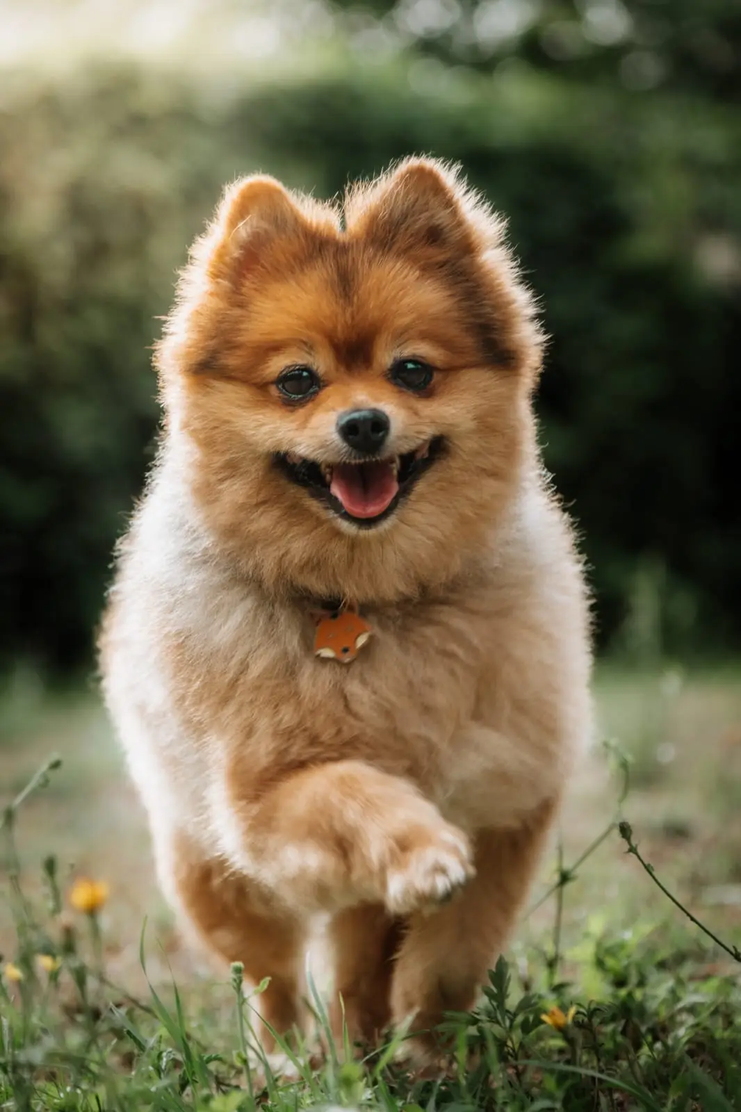 Roméo, le spitz d'Aurélie, qui court dans l'herbe