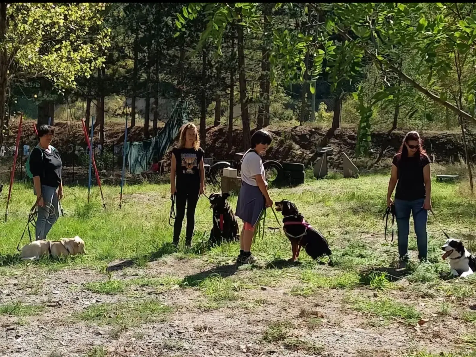 Propriétaires et chiens en exercice pendant une balade éducative