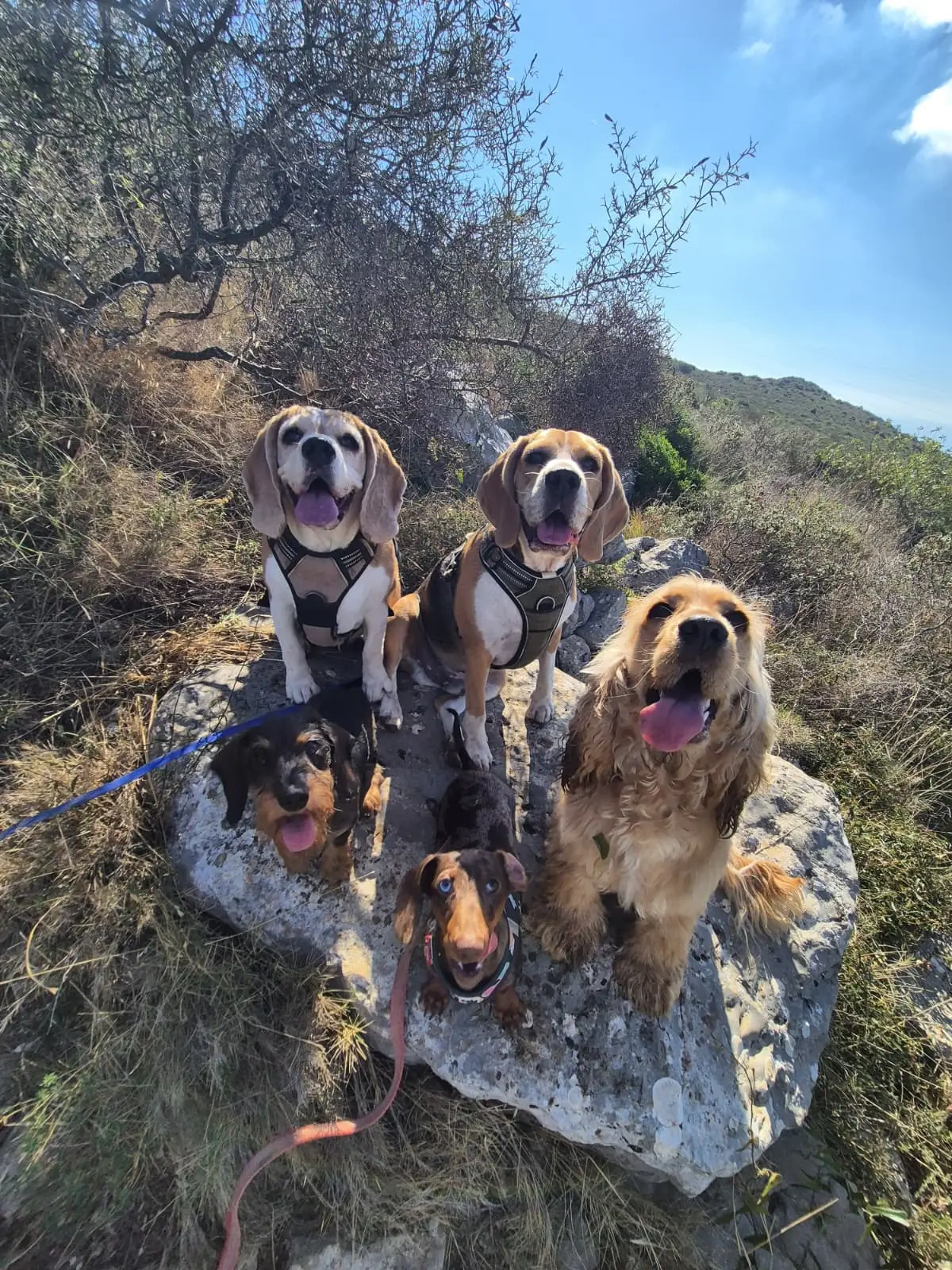 Cinq chiens assis sur un rocher pendant une balade collective en pleine nature